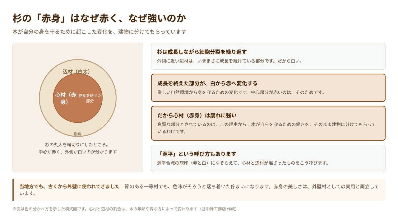杉の心材(赤身)と辺材(白太)の違いを示した図解。成長を終えた部分が赤く変化し腐れに強くなる